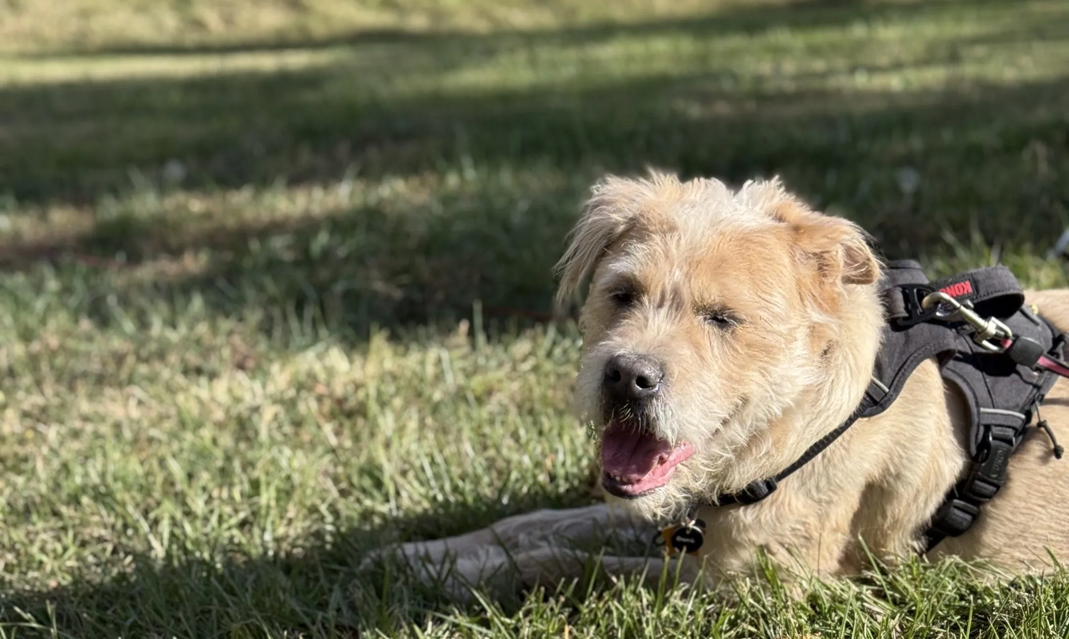 Apollo, a shaggy golden dog, resting in evening light