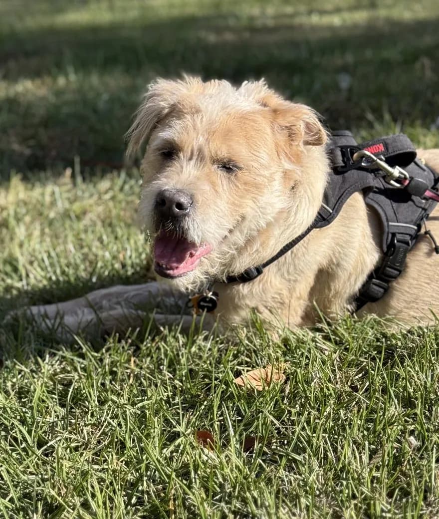 Apollo, a shaggy golden dog, looking at the camera