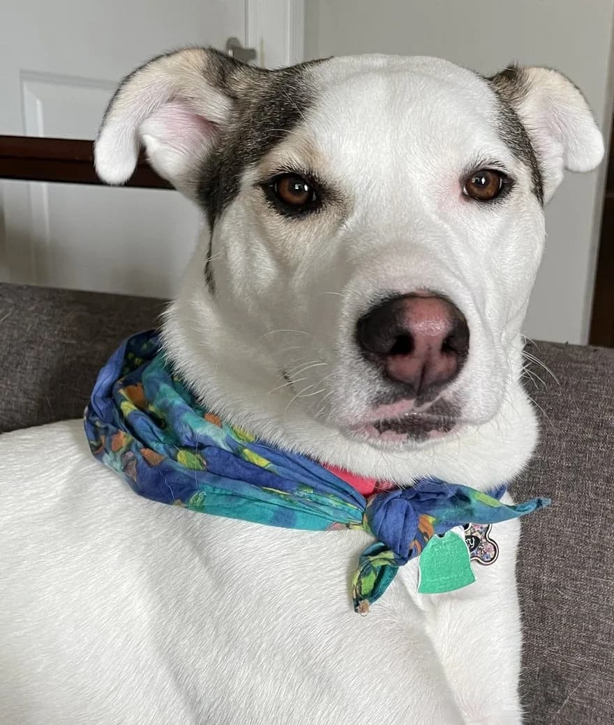 Mercy, a white and gray husky mix, relaxing on the couch